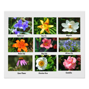 Makro-Blume Foto Erweiterung