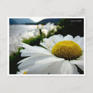 Makro Daisy by River Postcard Postkarte
