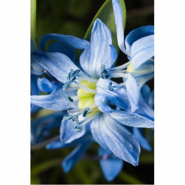 Makro der blauen Schneefall-Blume Freistehende Fotoskulptur (Vorne)