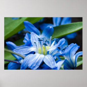 Makro der blauen Schneefall-Blume Poster