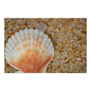 Makro der Scallop Sea Muschel in Sand on Beach Poster