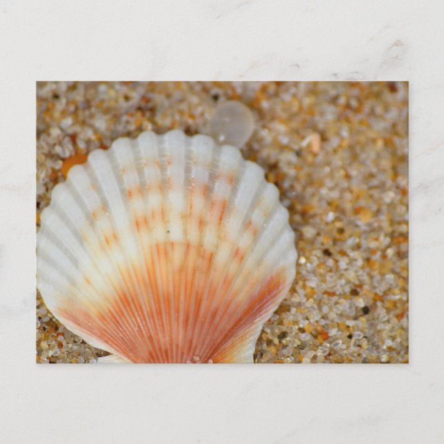 Makro der Scallop Sea Muschel in Sand on Beach Postkarte (Vorderseite)