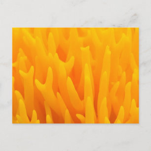 Makro des Pilzes Postkarte