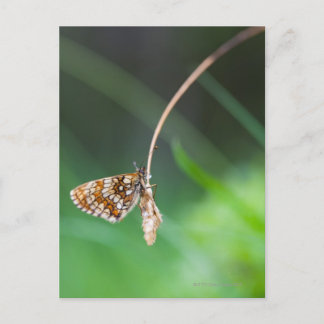 Makro eines Schmetterlings- Boloria-Euphrosyndrom Postkarte