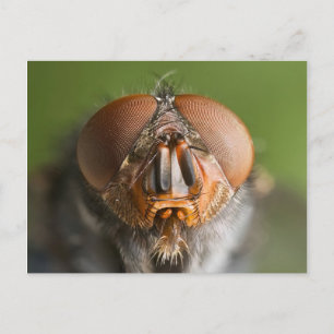 Makro-Foto Calliphora vomitoria Postkarte