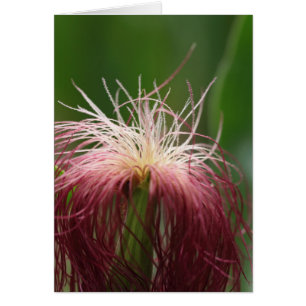 Makro-Foto einer Blume von Mais.