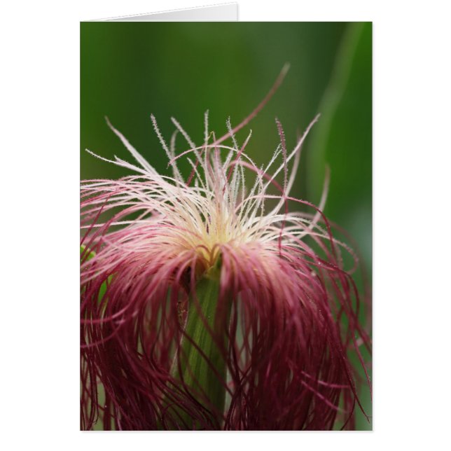 Makro-Foto einer Blume von Mais. (Vorne)
