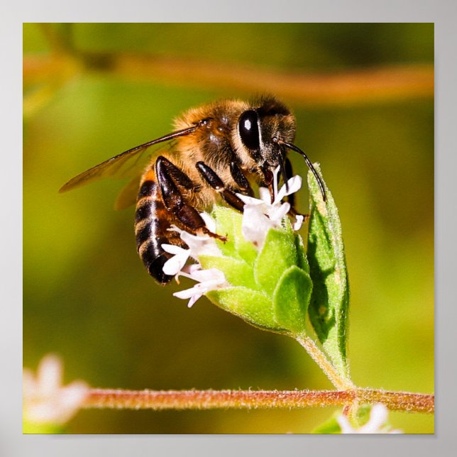 Makro-Foto einer Honigbiene Poster (Vorne)