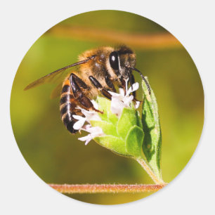 Makro-Foto einer Honigbiene Runder Aufkleber
