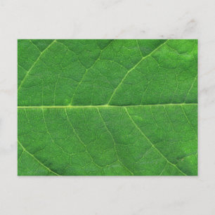 Makro Foto Leaf Postkarte