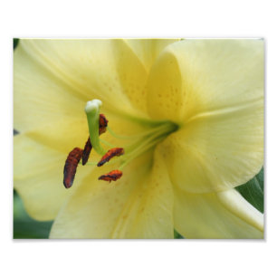 Makro-Gelbe Lily-Petals 10x8-Blume drucken Fotodruck