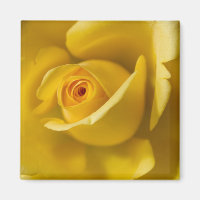 Makro-Gelbe Rose