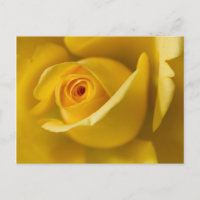 Makro Gelbe Rose