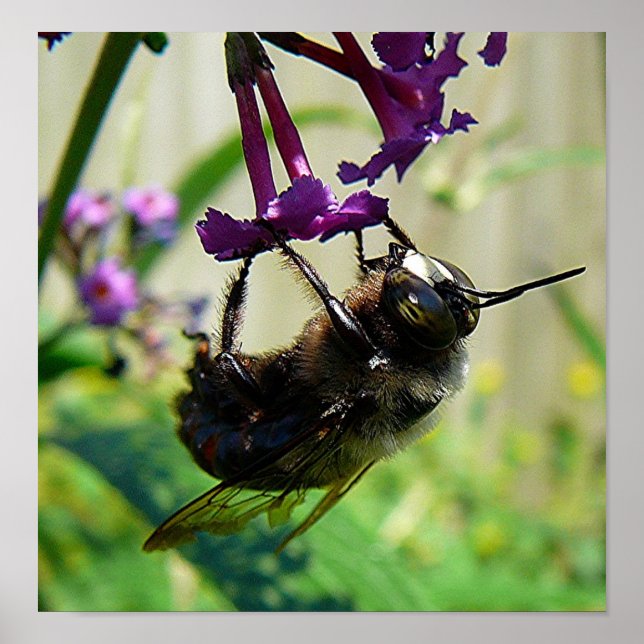 Makro "Hummel" Poster (Vorne)