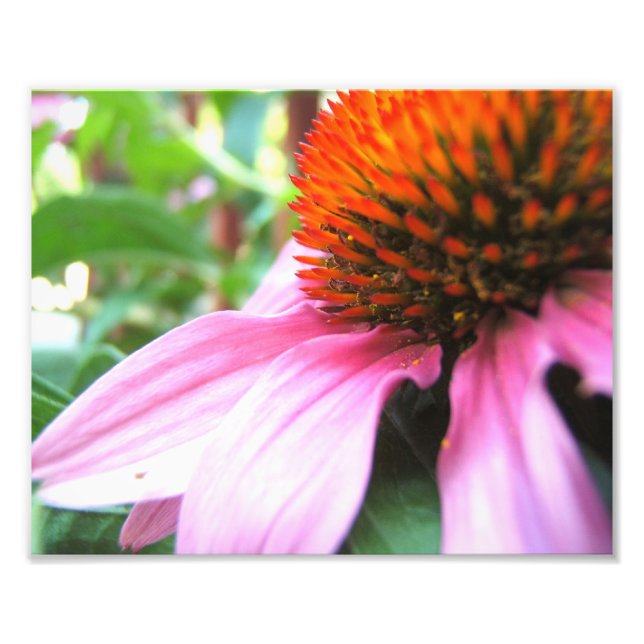 Makro Lila Tiefkühler Echinacea Nah-up Fotodruck (Vorne)