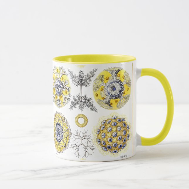 Makro-Meereslebewesen Amoeba Tasse (Rechts)