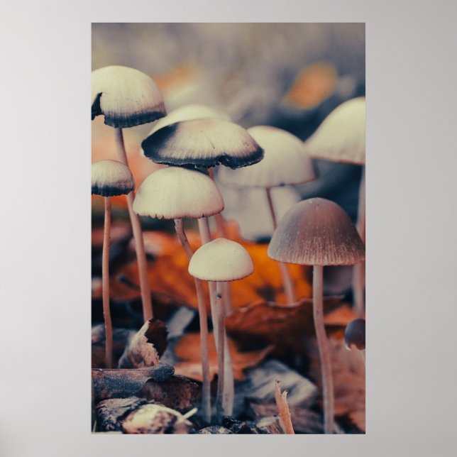 Makro-Pilze Poster (Vorne)