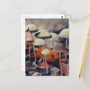 Makro-Pilze Postkarte