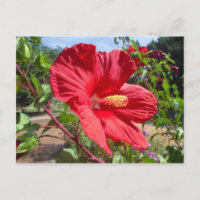 Makro-Postkarte Roter Hibiskus