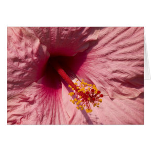 Makro rosa Hibiskus-Blume