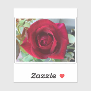 Makro Rote Rose Aufkleber