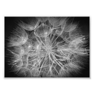 Makro-Schwarz-Weiß-Puff-Blume Fotodruck