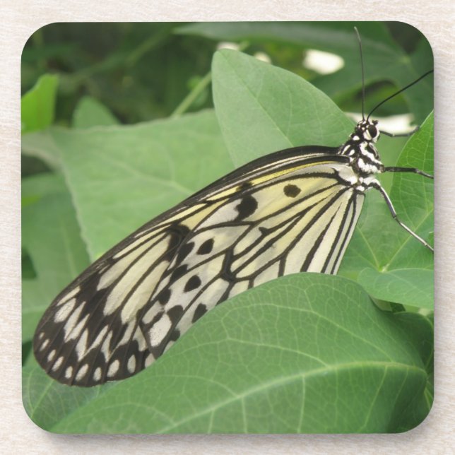 Makro-Untersetzer für Papierkite Butterfly Untersetzer (Vorderseite)