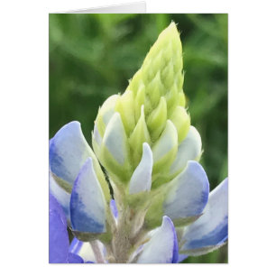 Makro von Bluebonnet