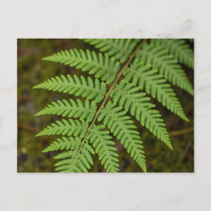 Makro-Wald-Farnblatt Üppiges Grün Natur  Postkarte
