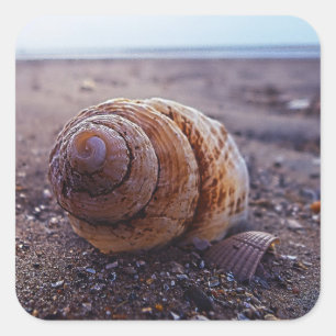 Makroansicht einer spiralen Muschel Quadratischer Aufkleber