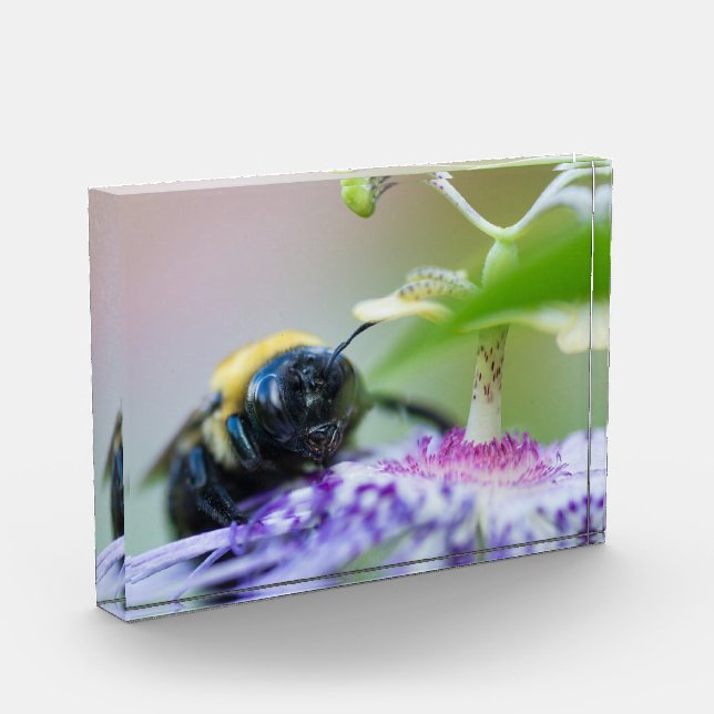 Makroaufnahme der Hummel Fotoblock (Links)