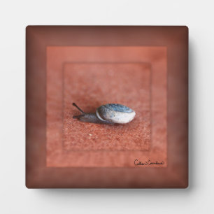 Makroaufnahme der Schnecke auf der Terracotta Fotoplatte