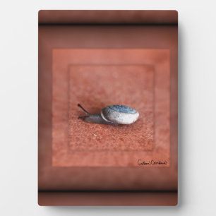 Makroaufnahme der Schnecke auf der Terracotta Fotoplatte