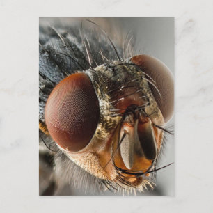 Makroaufnahme einer Fliege Postkarte