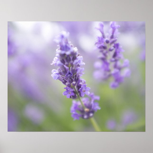 Makrobild der Lavendel-Blume mit sehr vielen Poster (Vorne)