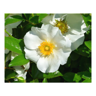Makrobild einer Cherokee-Rose Fotodruck