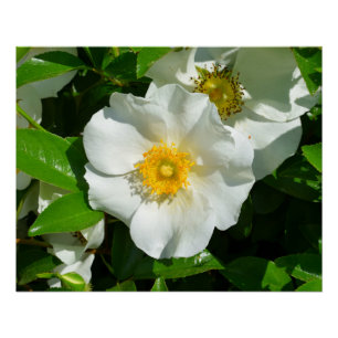 Makrobild einer Cherokee-Rose Poster