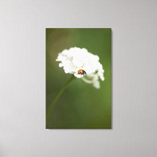 Makrobild eines Ladybird auf einer wilden Blume Leinwanddruck