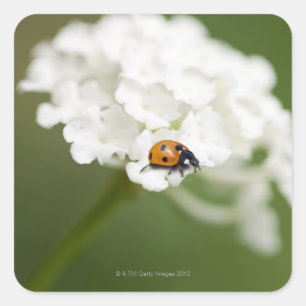Makrobild eines Ladybird auf einer wilden Blume Quadratischer Aufkleber