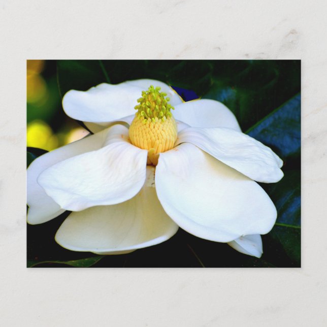 Makrobild Magnolia-Blume Postkarte (Vorderseite)