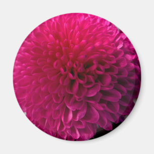 MakroBlumenmagnet des heißen Rosas Magnet