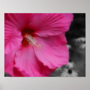 Makrofarbdruck Vivid Rosa Hibiskus - Teilfarbdruck Poster