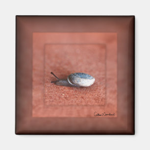 Makrofoto einer Schnecke auf Terrakotta Magnet
