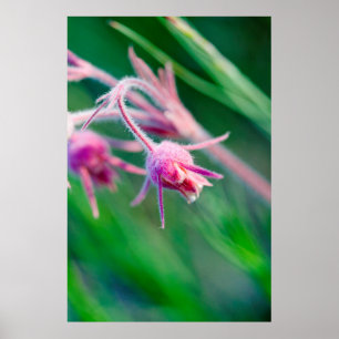 Makrofoto von Prärieblumen in Montana Poster
