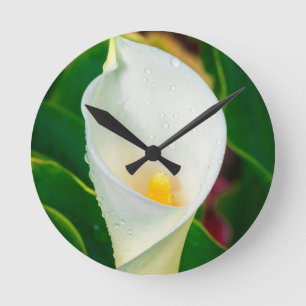 Makrofoto von weißer Calla-Lilie, botanische Natur Runde Wanduhr