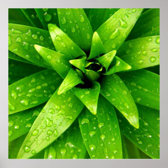 Makrogrün Poster (Vorne)