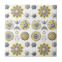 Makromeerkreaturen - Keramiken ~ Amoeba Fliese