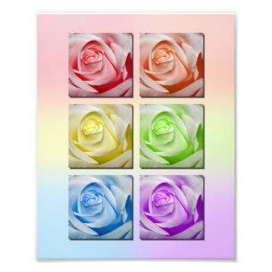 Makroregenbogen-Rosen-Porträt Fotodruck