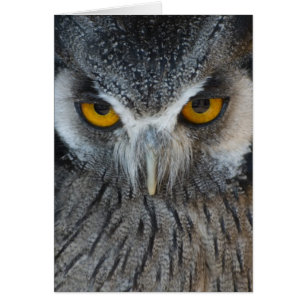 Makroschwarzweiss-Eule