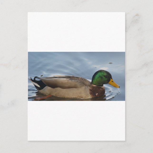 Mal III Postkarte (Vorderseite)